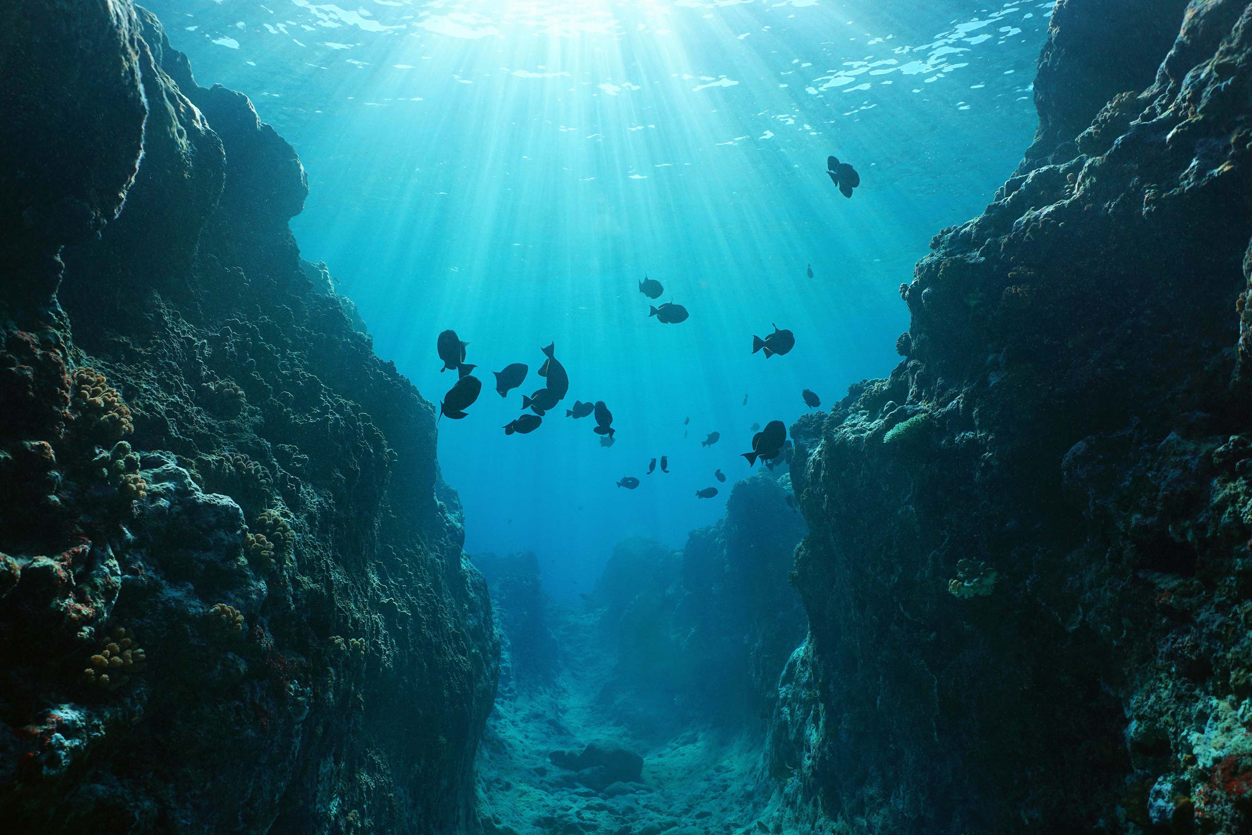 Fishes background